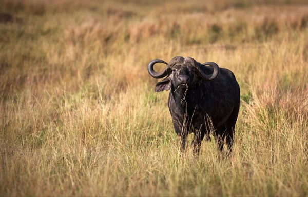 Большой Чёрный Дикий Зверь Саванне Африки — стоковое фото