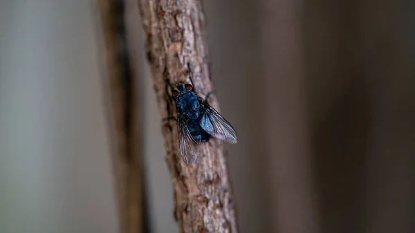 Doğadaki Güzel Böceğin Yakın Görüntüsü — Stok fotoğraf