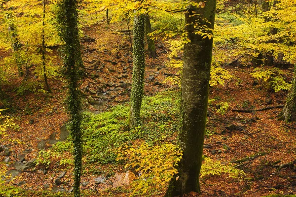 Herfst Bos Herfst — Stockfoto