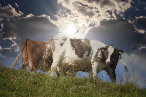 Dos Vacas Sobre Cielo Azul —  Fotos de Stock