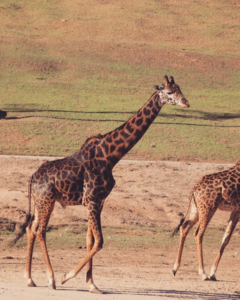 Giraffe Savanne Van Kenya — Stockfoto