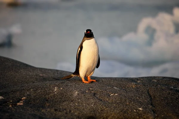 Pinguim Gentoo Praia — Fotografia de Stock