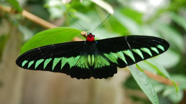 Piękny Motyl Kwiatku — Zdjęcie stockowe