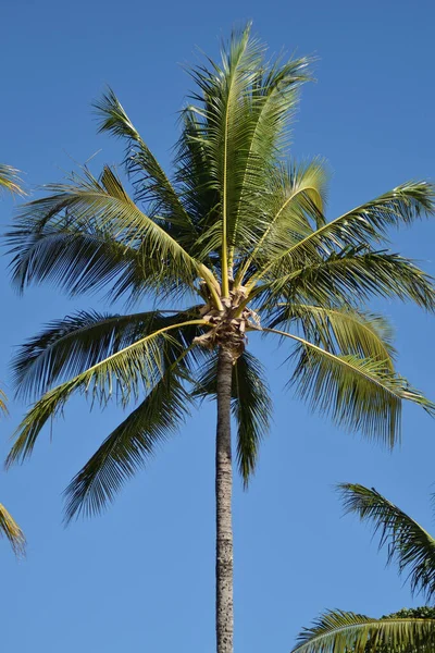 Palmy Pláži — Stock fotografie