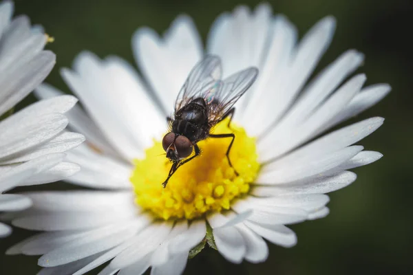 Macro View Van Een Bij Een Bloem — Stockfoto