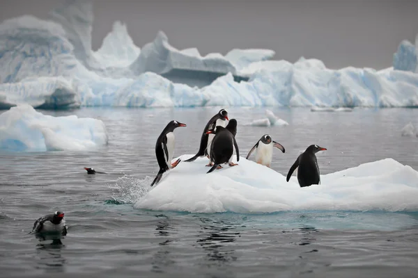 Grupo Pinguins Neve — Fotografia de Stock