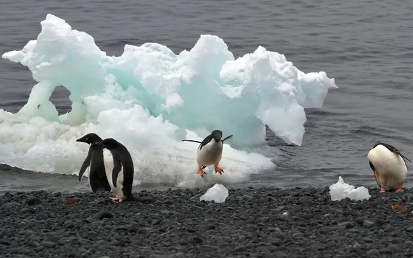 Weißer Schwan Strand — Stockfoto