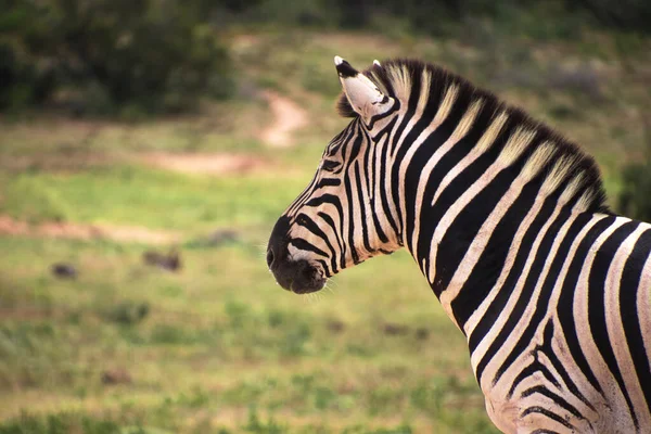 Zebra Grama — Fotografia de Stock