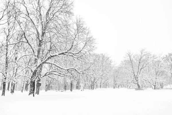 Paesaggio Invernale Con Alberi Innevati — Foto Stock