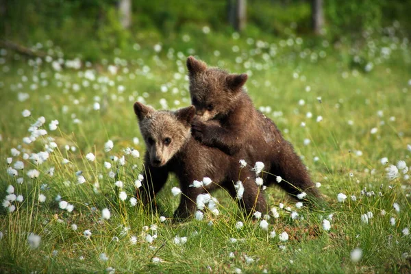 Бурые Медведи Дикой Природе — стоковое фото