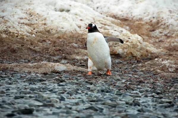 Pingwin Gentoo Morzu — Zdjęcie stockowe