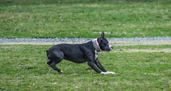 Svart Hund Parken — Stockfoto