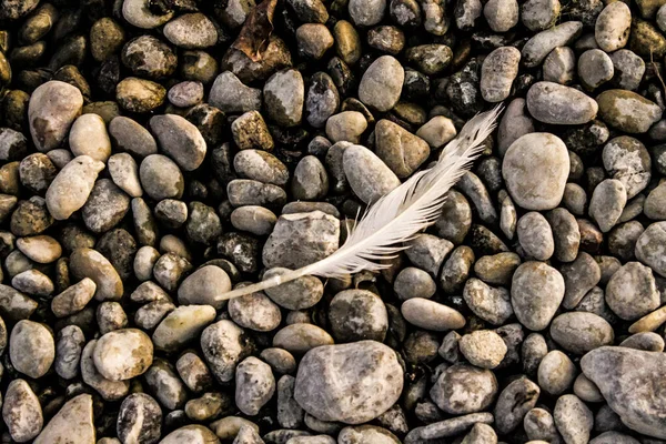 Closeup Shot Bird Feather Stone Background — Stock Photo, Image