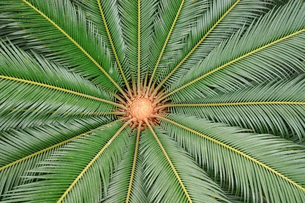 白色背景上的绿色棕榈叶 — 图库照片