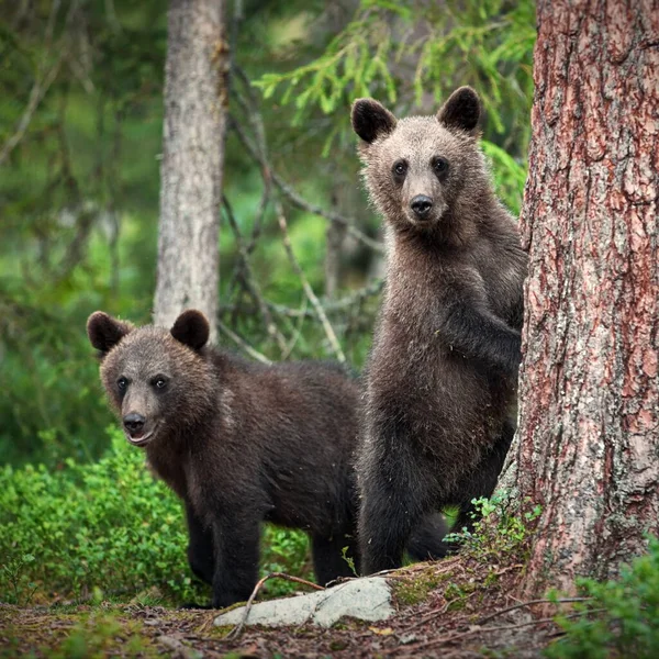 Ours Bruns Dans Nature Sauvage — Photo