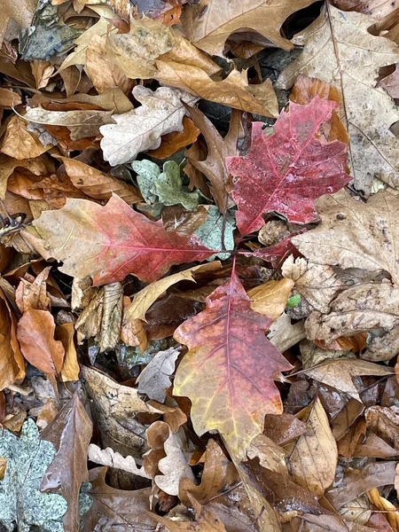Herbstblätter Der Eiche Der Natur — Stockfoto
