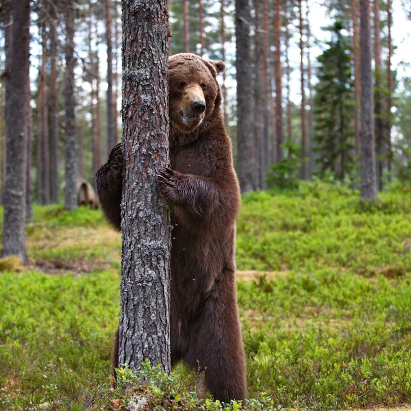 회색곰 — 스톡 사진