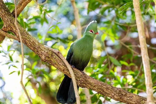 Pássaro Está Sentado Galho Floresta — Fotografia de Stock