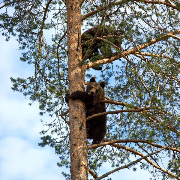 Barna Medvék Másznak Fel Fára Erdei Réten — Stock Fotó