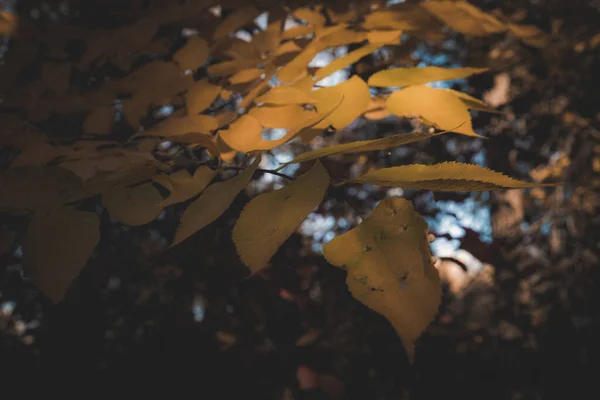 Folhas Outono Floresta — Fotografia de Stock