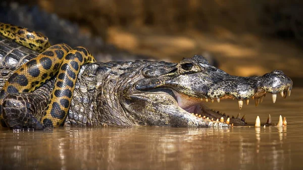 Krokodil Vízben — Stock Fotó