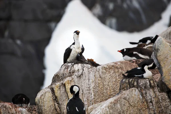 Gentoo Pingvin Stranden — Stockfoto