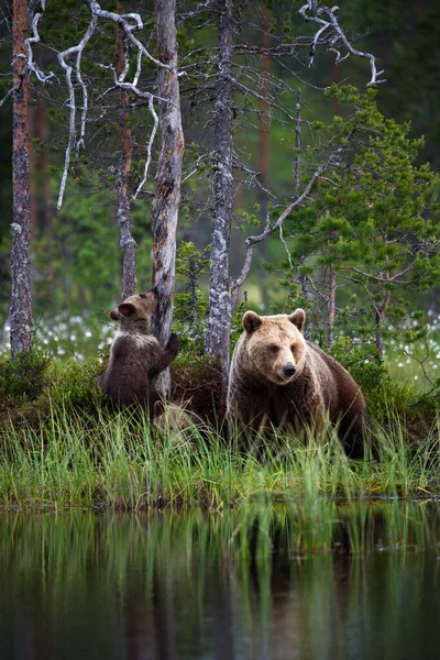 Ursos Castanhos Floresta — Fotografia de Stock