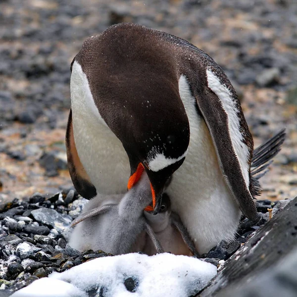 Gentoo Pinguino Natura — Foto Stock