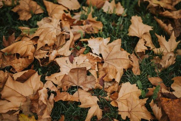 Folhas Outono Parque — Fotografia de Stock
