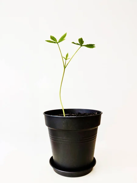 Plante Verte Dans Pot Sur Fond Blanc — Photo