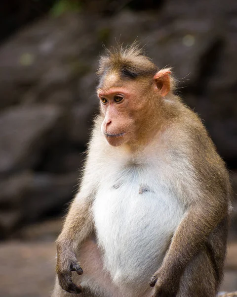 森林里可爱的猴子 — 图库照片