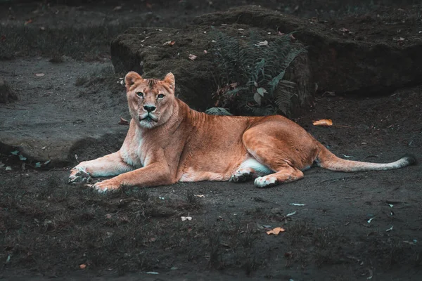 動物園の地面に横になった若い雌ライオンは — ストック写真