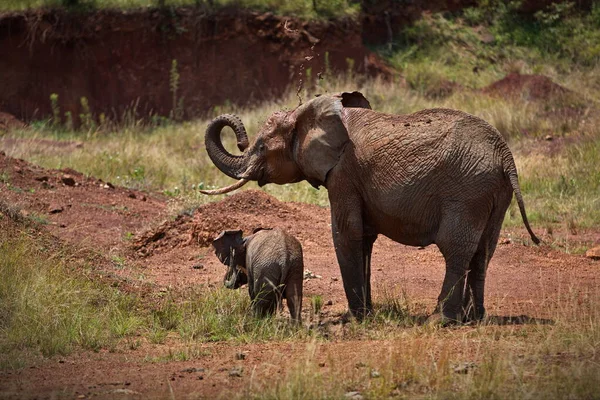 Afrykański Słoń Sawannie Kenii — Zdjęcie stockowe