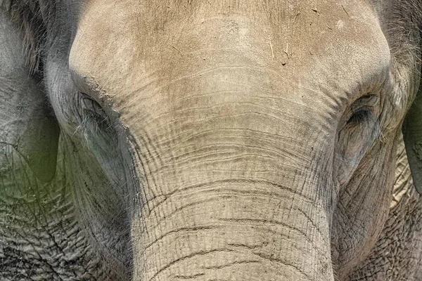 Gros Plan Grand Éléphant Afrique — Photo