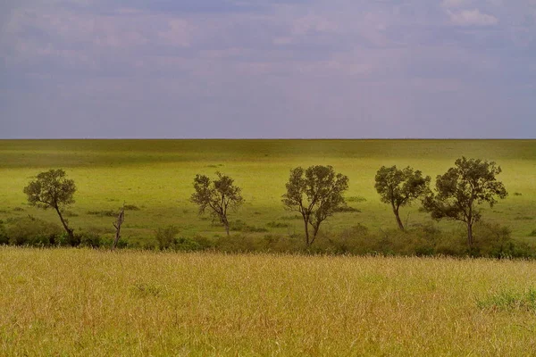 Uma Bela Vista Savana Kenya — Fotografia de Stock