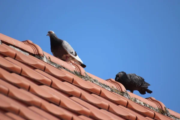 鸽子坐在房子的屋顶上 — 图库照片
