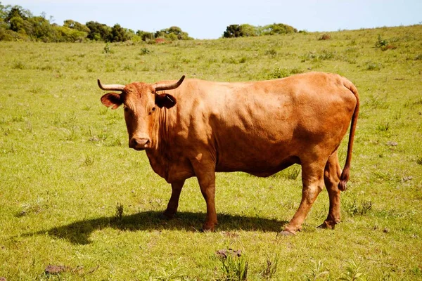 Eine Kuh Auf Der Weide — Stockfoto