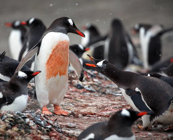 Gentoo Penguin Chicks Sea Antarctica — Stock Photo, Image