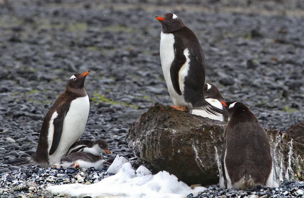 Pinguim Gentoo Sobre Rochas — Fotografia de Stock