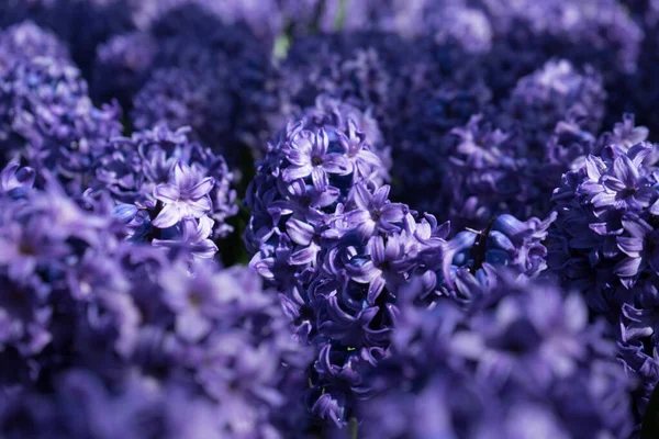 Blaue Hyazinthe Mit Verschwommenem Vordergrund Einem Garten Lisse Niederlande Europa — Stockfoto