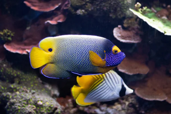 水族馆里漂亮的鱼 — 图库照片