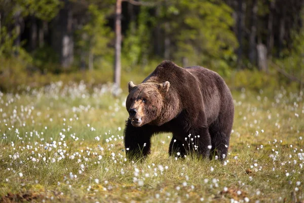 Orso Bruno Sul Prato Della Foresta — Foto Stock