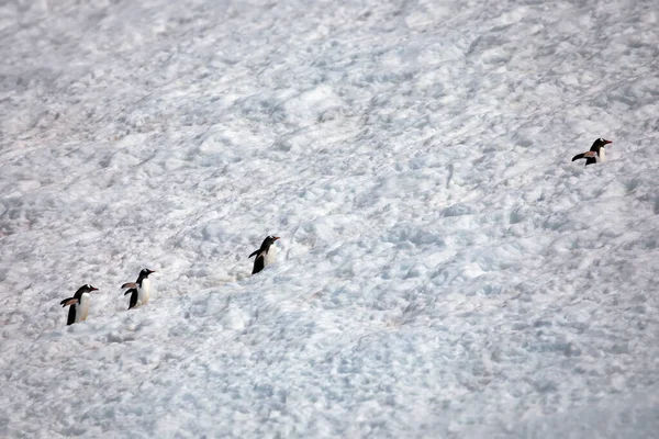 Patos Cobertos Neve Lago Congelado — Fotografia de Stock