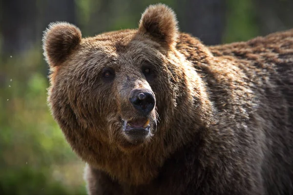 野生的棕熊 — 图库照片