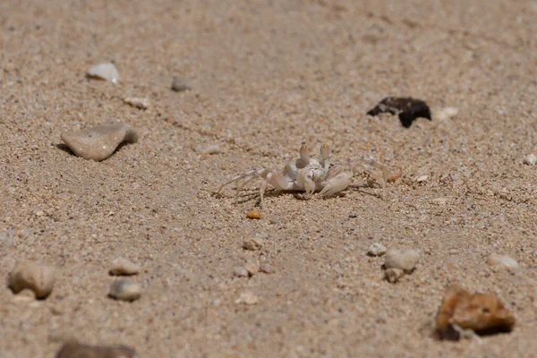 Een Close Shot Van Een Dode Krab Het Zand — Stockfoto