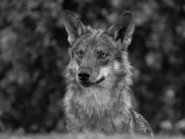 Zwarte Wolf Het Bos — Stockfoto