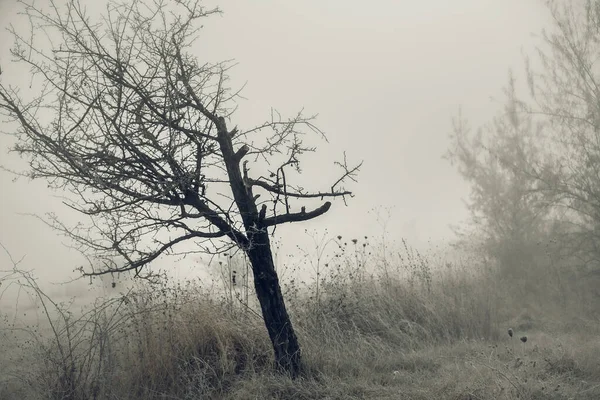 雾中的雾气和孤零零的橄榄树 — 图库照片