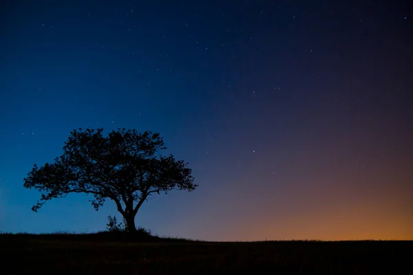 Krásná Noční Obloha Stromy Hvězdami — Stock fotografie