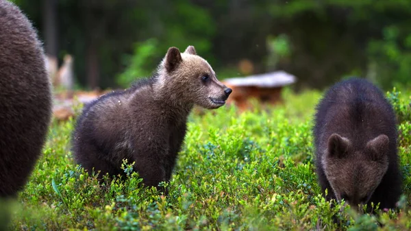 Коричневі Ведмеді Лісовому Лузі — стокове фото