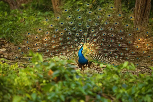 Güzel Tavus Kuşu Mavi Gözlü — Stok fotoğraf